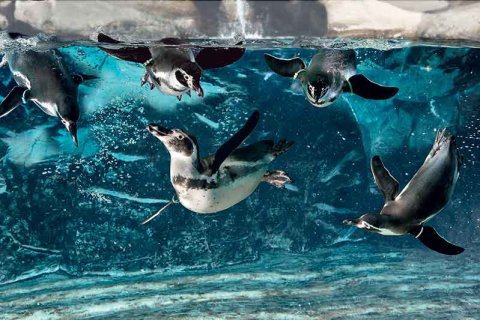 Acquario Cattolica